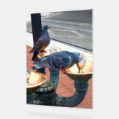 City Fountain Pigeons  アクリルサイン (傾斜)