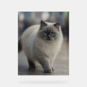 City Strolls and Sapphire Eyes アクリルサイン (正面)