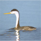 Clark's Grebe'絵画s - Bird Artオリジナル シール (正面)