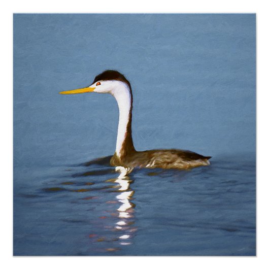 Clark's Grebe'絵画s - Bird Artオリジナル ポスター (正面)