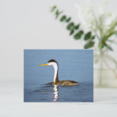 Clark's Grebe'絵画s - Bird Artオリジナル ポストカード (スタンド正面)