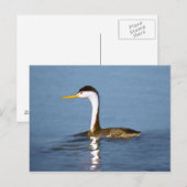 Clark's Grebe'絵画s - Bird Artオリジナル ポストカード (正面/裏面)