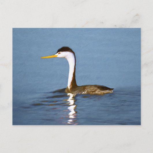 Clark's Grebe'絵画s - Bird Artオリジナル ポストカード (正面)