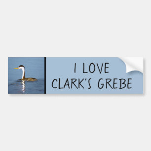 Clark's Grebe Painting - Original Bird Art バンパーステッカー