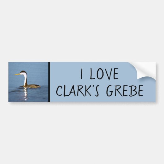 Clark's Grebe Painting - Original Bird Art バンパーステッカー (正面)