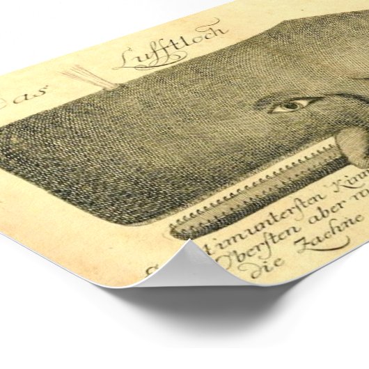 Classic Marine Etching - Whale ポスター (角)