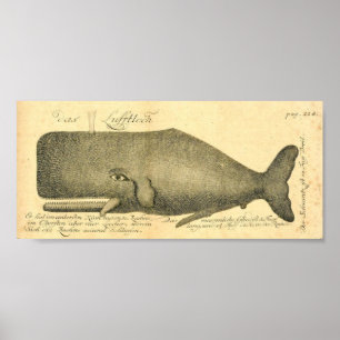 Classic Marine Etching - Whale ポスター