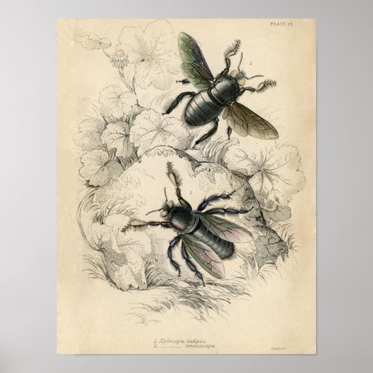 Classic Zoological Etching - Bees ポスター (正面)