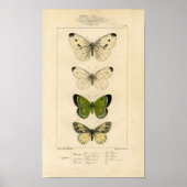 Classic Zoological Etching - Butterflies ポスター (正面)