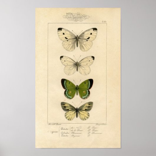 Classic Zoological Etching - Butterflies ポスター (正面)