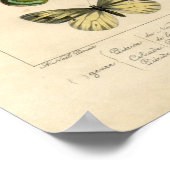 Classic Zoological Etching - Butterflies ポスター (角)