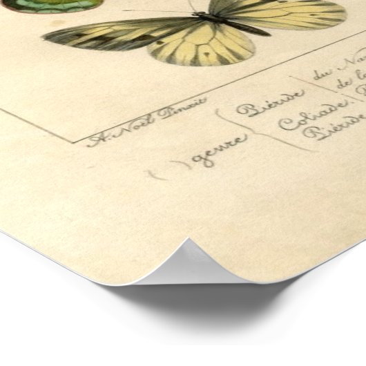 Classic Zoological Etching - Butterflies ポスター (角)