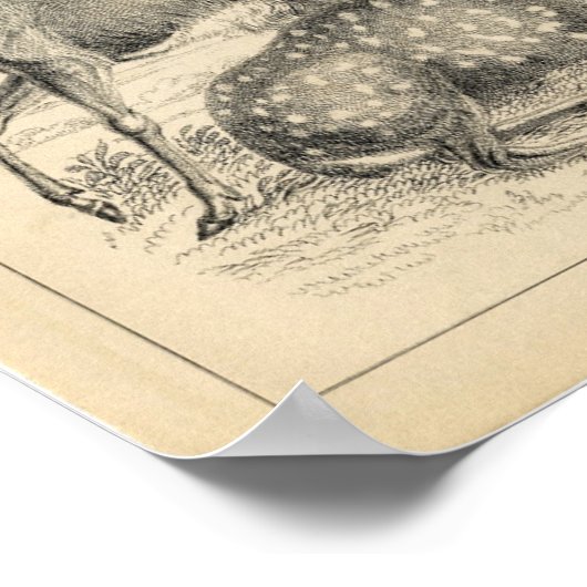 Classic Zoological Etching - Deer ポスター (角)