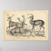 Classic Zoological Etching - Deer ポスター (正面)