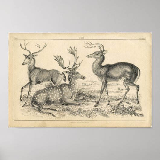 Classic Zoological Etching - Deer ポスター (正面)