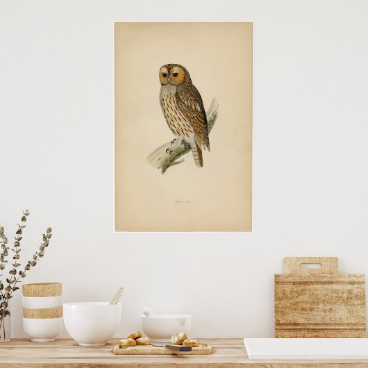 Classic Zoological Etching - Tawny Owl ポスター (キッチン)