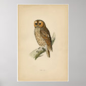 Classic Zoological Etching - Tawny Owl ポスター (正面)