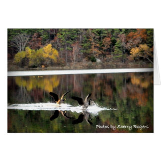 Clayton Lake~で~Geese
