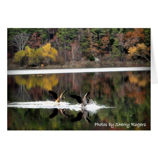 Clayton Lake~で~Geese (正面横)
