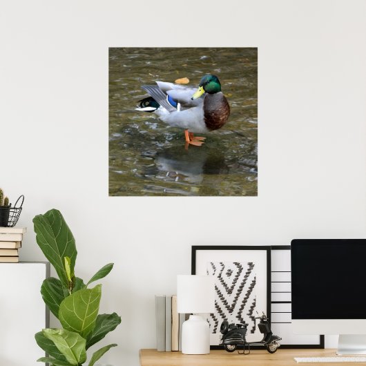 Clear Creek Mallard Duck Poster ポスター (ホームオフィス)