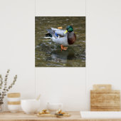 Clear Creek Mallard Duck Poster ポスター (キッチン)