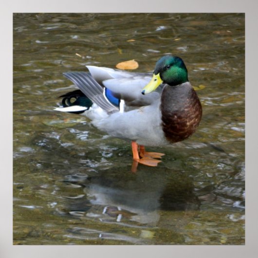 Clear Creek Mallard Duck Poster ポスター (正面)