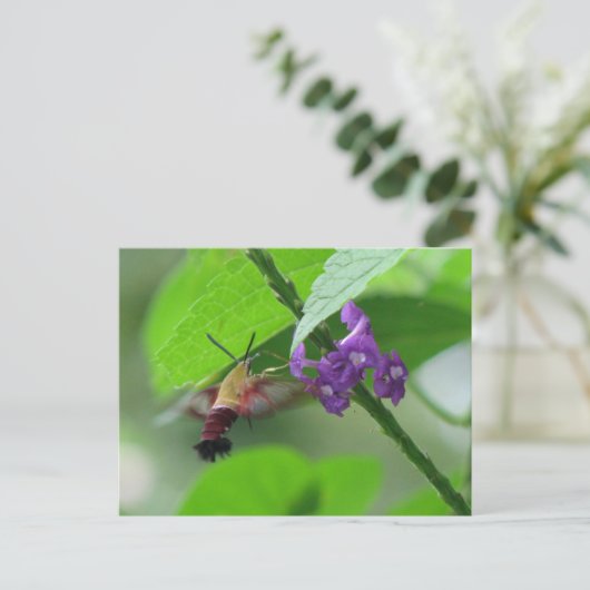 Clearwing Mushはがき ポストカード (スタンド正面)