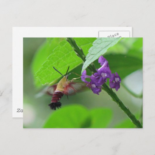 Clearwing Mushはがき ポストカード (正面/裏面)