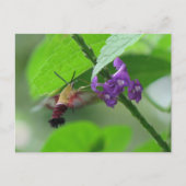 Clearwing Mushはがき ポストカード (正面)