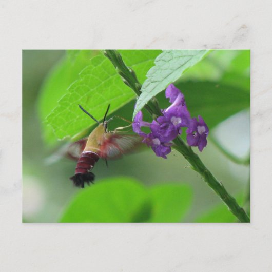 Clearwing Mushはがき ポストカード (正面)