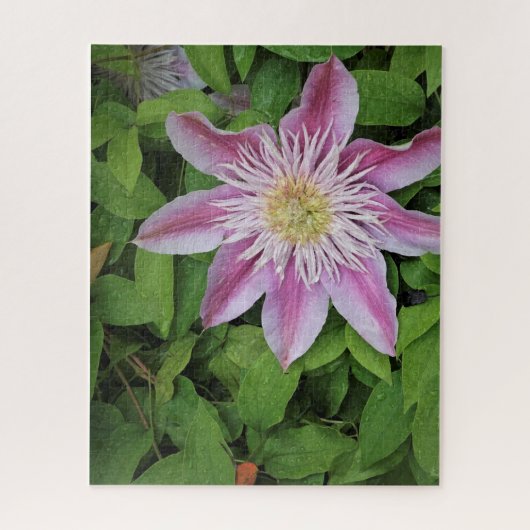 Clematis ジグソーパズル (縦)