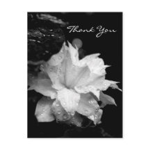 Clematis 2aフローラBW写真悔やみや弔慰ありがとう