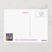 Clematis Clusterポストカード ポストカード (裏面)