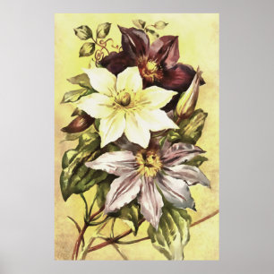 Clematis Flower Growers Botanical Art ポスター