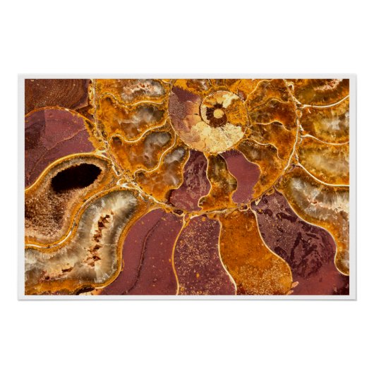 Cleoniceras Ammonite Fossil Wall Art Nature Print ポスター (正面)