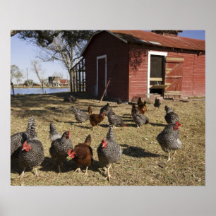 Cliburnの雌鳥の小屋近くの作業場のニワトリ ポスター