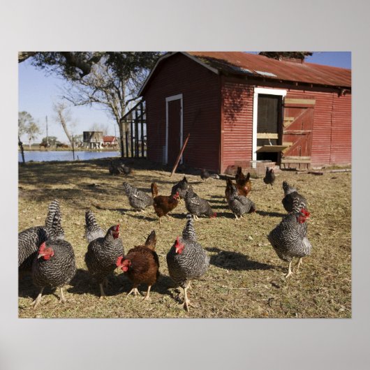 Cliburnの雌鳥の小屋近くの作業場のニワトリ ポスター (正面)