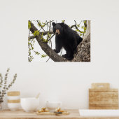 Climbing Black Bear ポスター (キッチン)