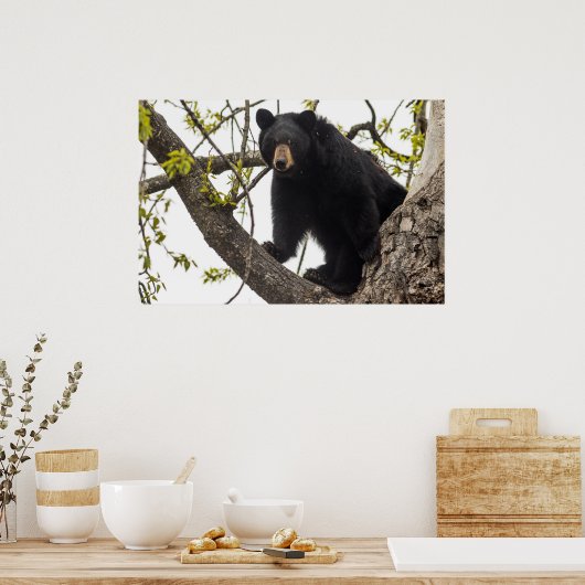 Climbing Black Bear ポスター (キッチン)