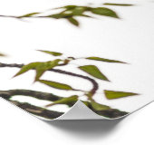 Climbing Black Bear ポスター (角)