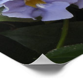 Climbing Morning Glories ポスター (角)