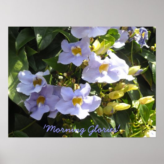 Climbing Morning Glories ポスター (正面)