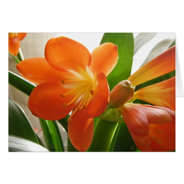Clivia #1 (正面横)