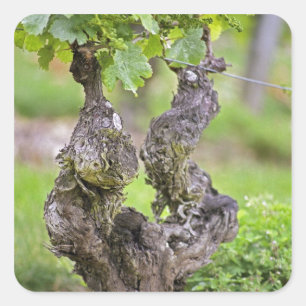 Clos de l'Echoの古樹 スクエアシール