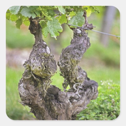 Clos de l'Echoの古樹 スクエアシール (正面)