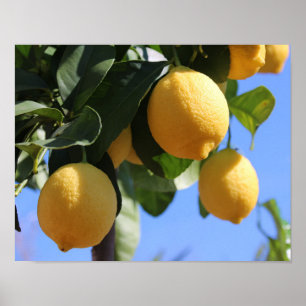 Close Up Branch with Lemonsポスター紙(マット) ポスター