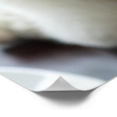 Close-up of a miniature poodle ポスター (角)