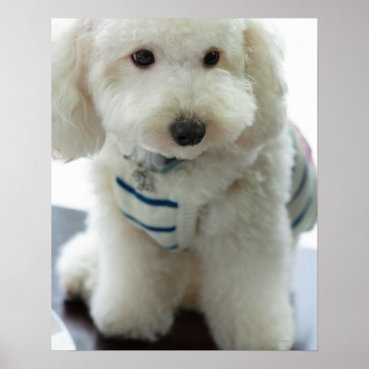 Close-up of a miniature poodle ポスター (正面)