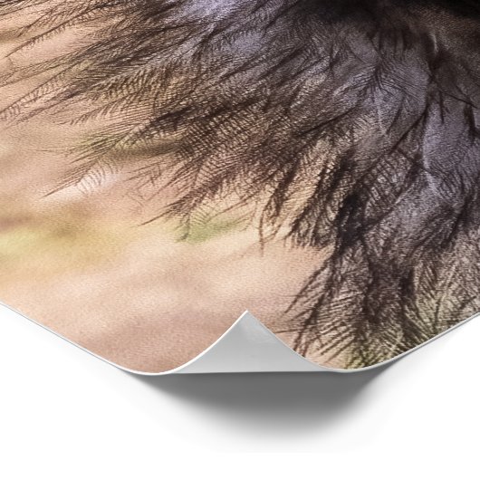 Close-up of an Emu ポスター (角)