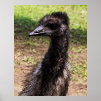 Close-up of an Emu ポスター